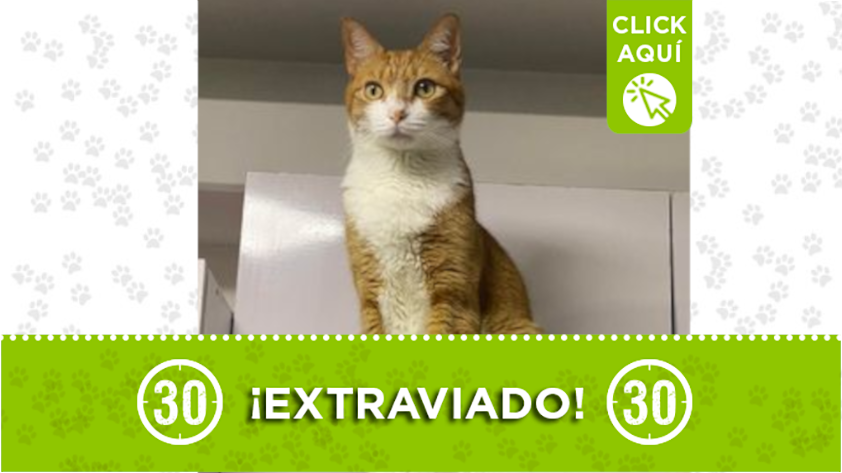 Este lindo gatico llamado 'Jack' se perdió en Manrique