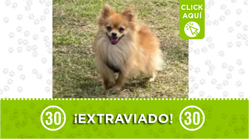 Este bello perrito llamado MAX se perdió en Manrique