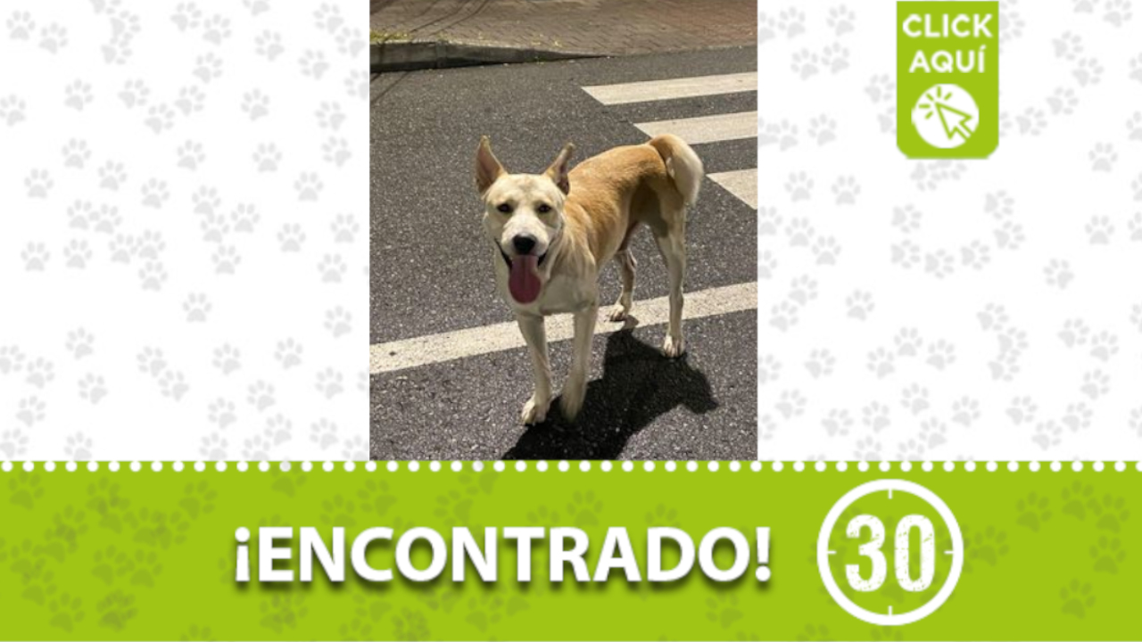 Este perrito fue encontrado en La Loma del Indio