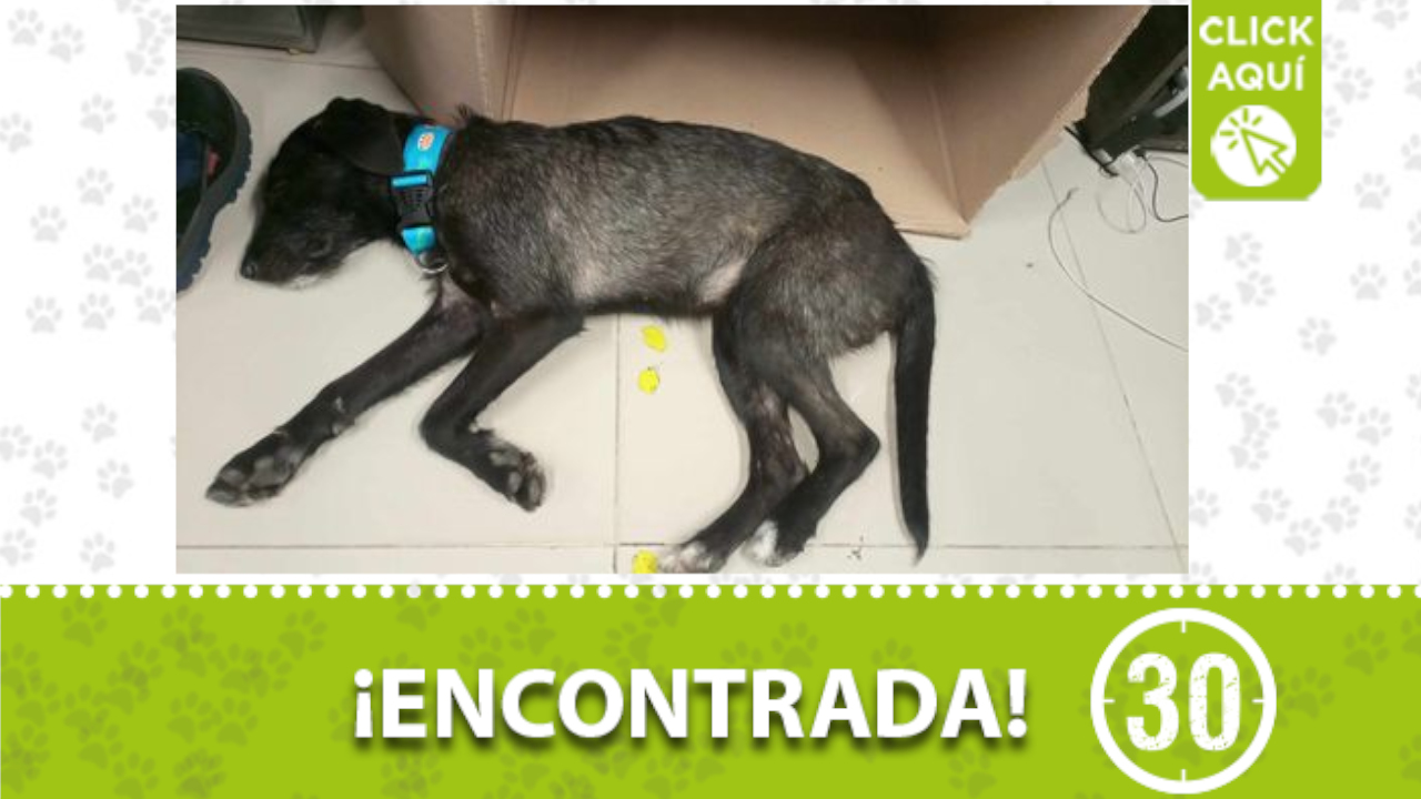 Esta perrita fue encontrada en la Central ¿Es suya?