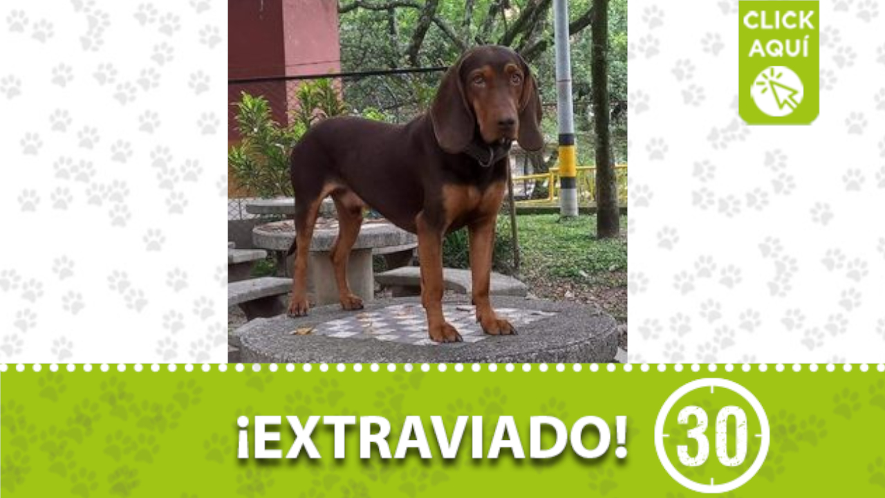 ‘Yoko’ se extravió en el barrio San Javier la Loma