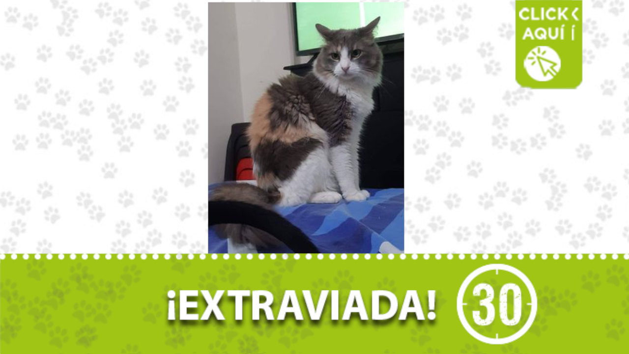 ¿La ha visto? Buscan a ‘Nala’ en Rodeo alto