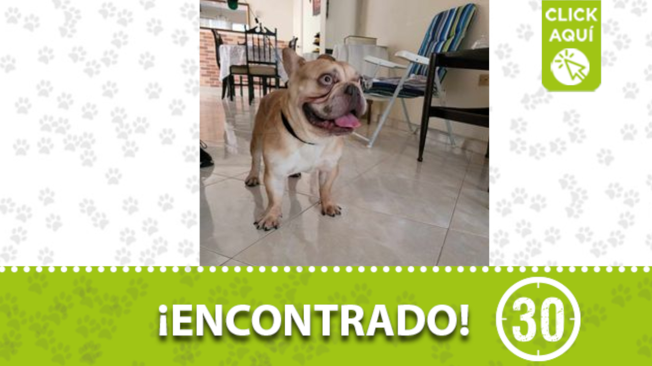 Este perrito fue encontrado en San Javier, ¿Conoce a sus dueños?