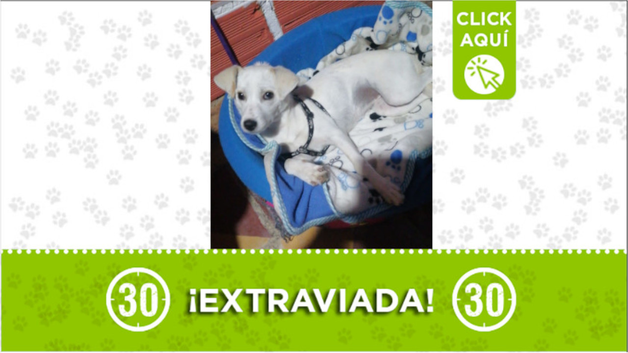 "Estrella" se perdió en el barrio San Javier