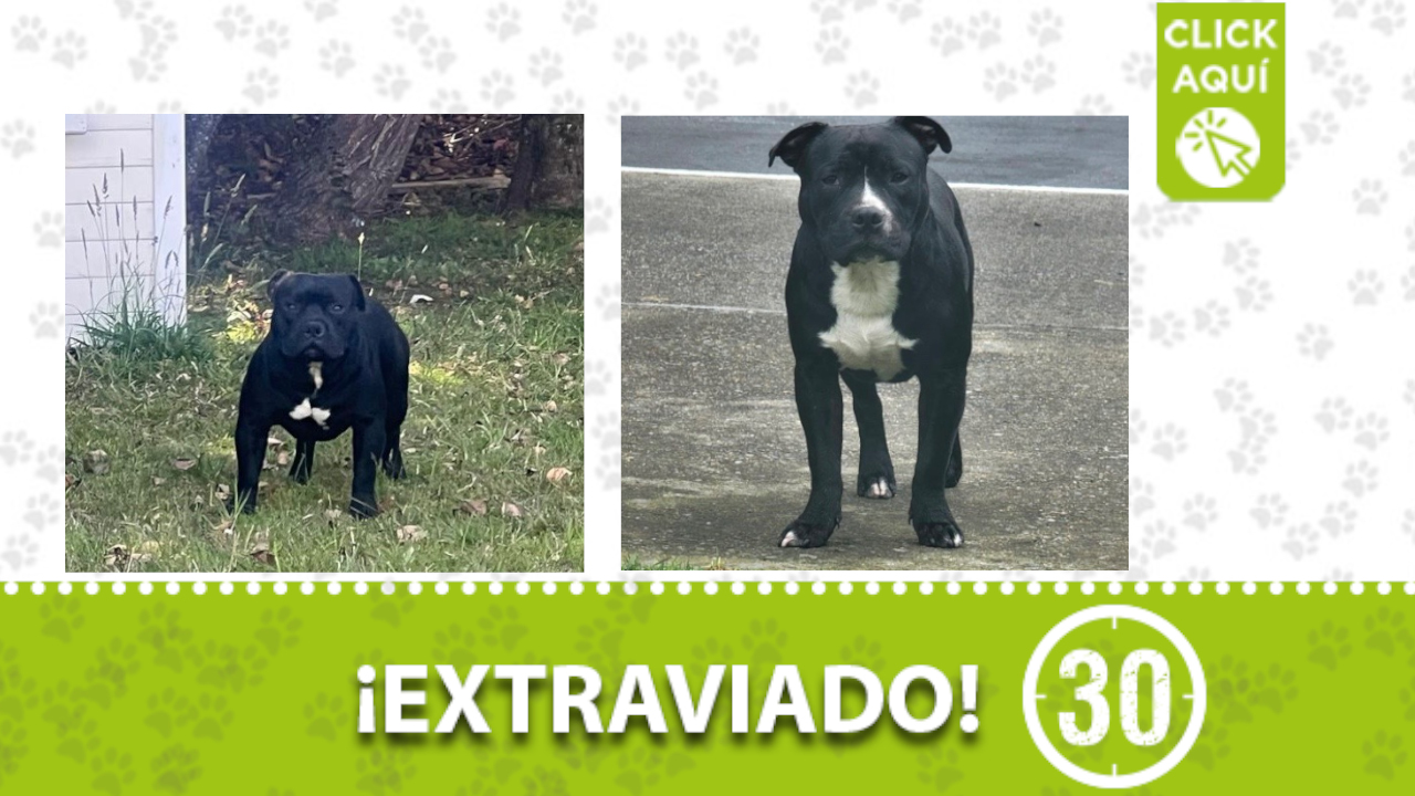 Milo y Boca Negra se perdieron en Las Palmas¿Los has visto?