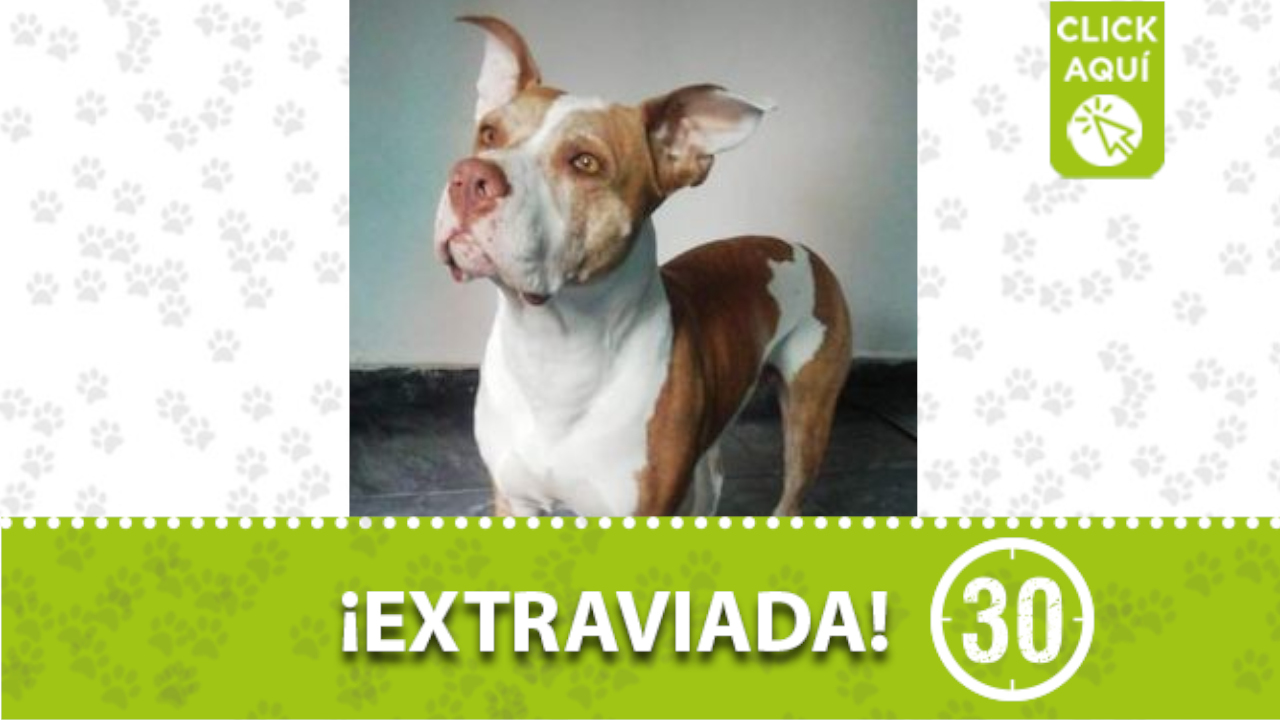 «Frida» se perdió en Manrique