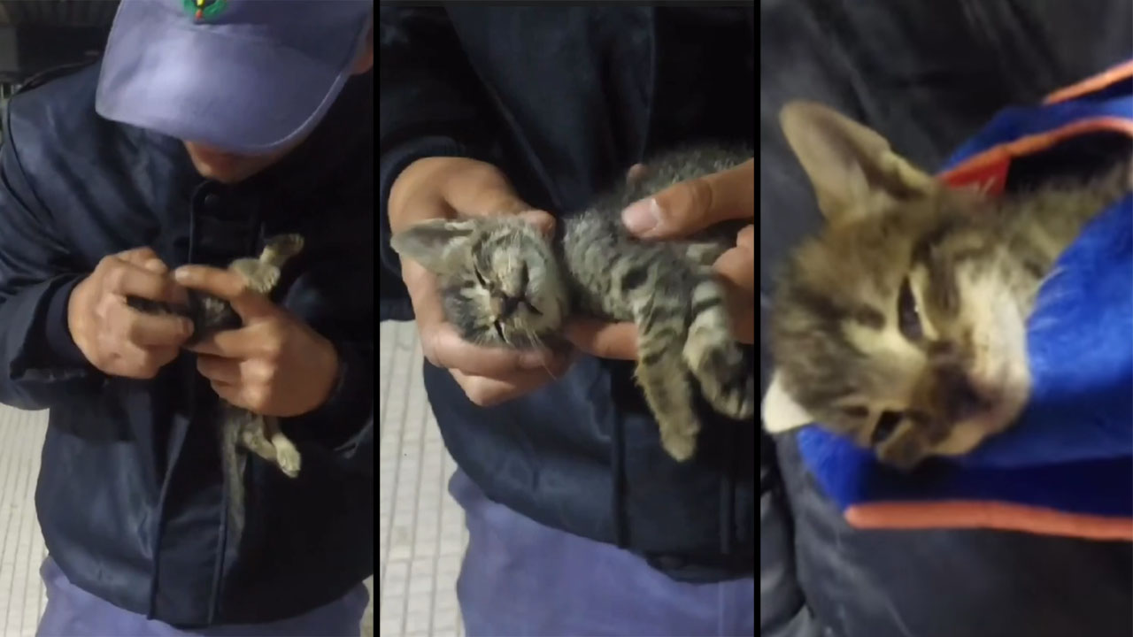 Policía salvó la vida de un gato que cayó desde un edificio