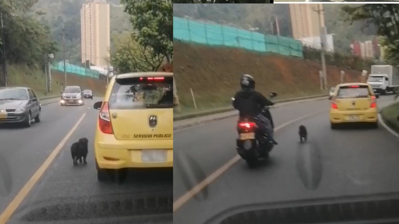 VIDEO. A un perrito lo dejaron solito y abandonado por las vías de Itagüí