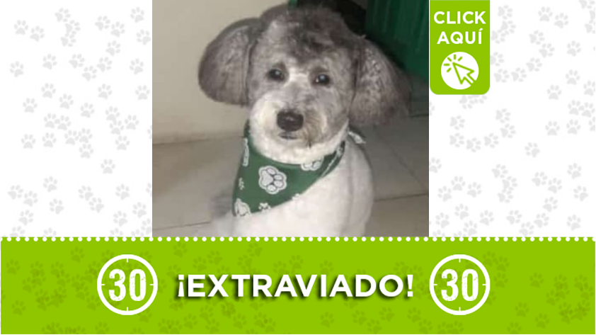 El perrito 'Tomy' está extraviado en Villatina, ¿lo ha visto?