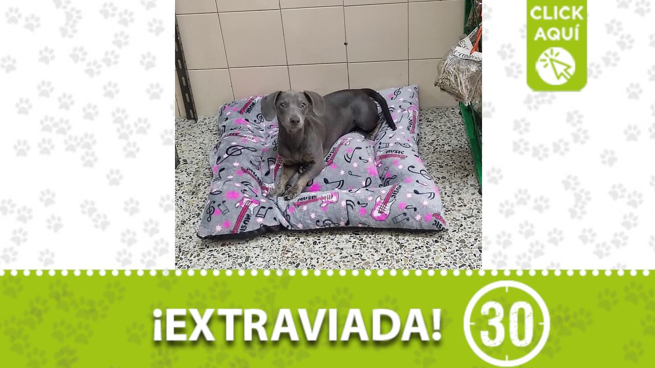 ‘Kira’ se perdió en el Barrió la América