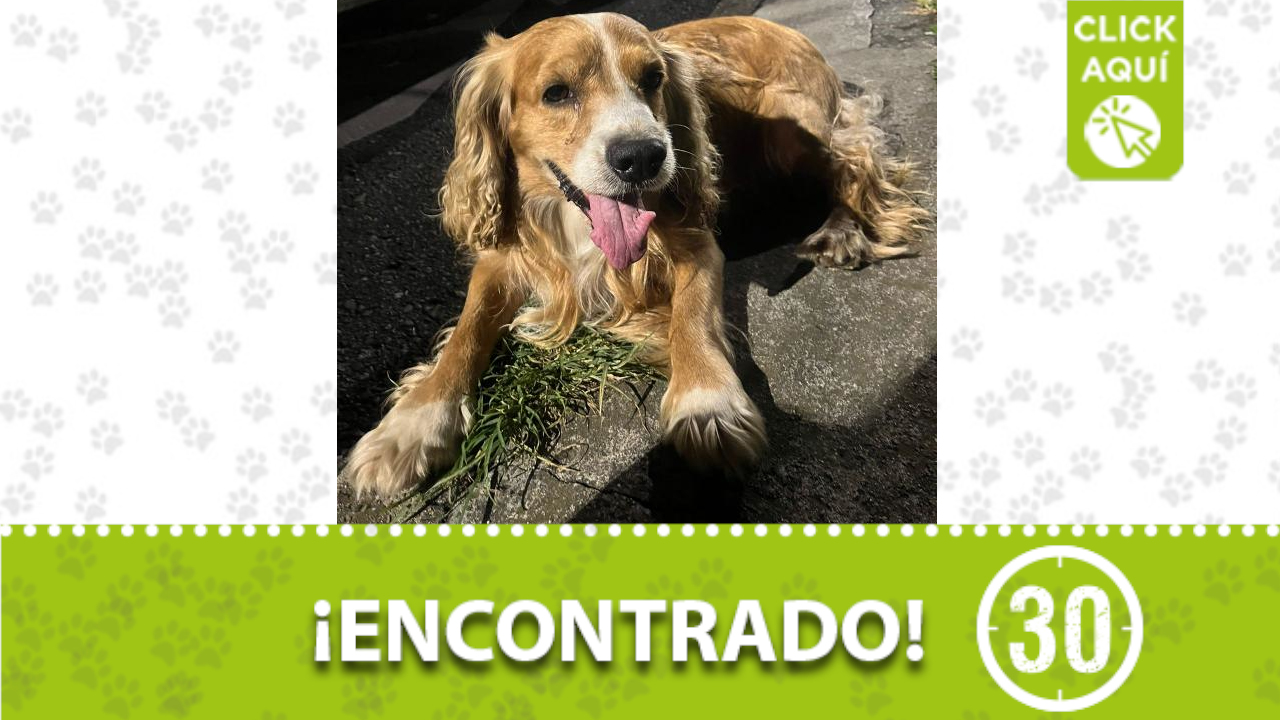 Perrito encontrado en Buenos Aires