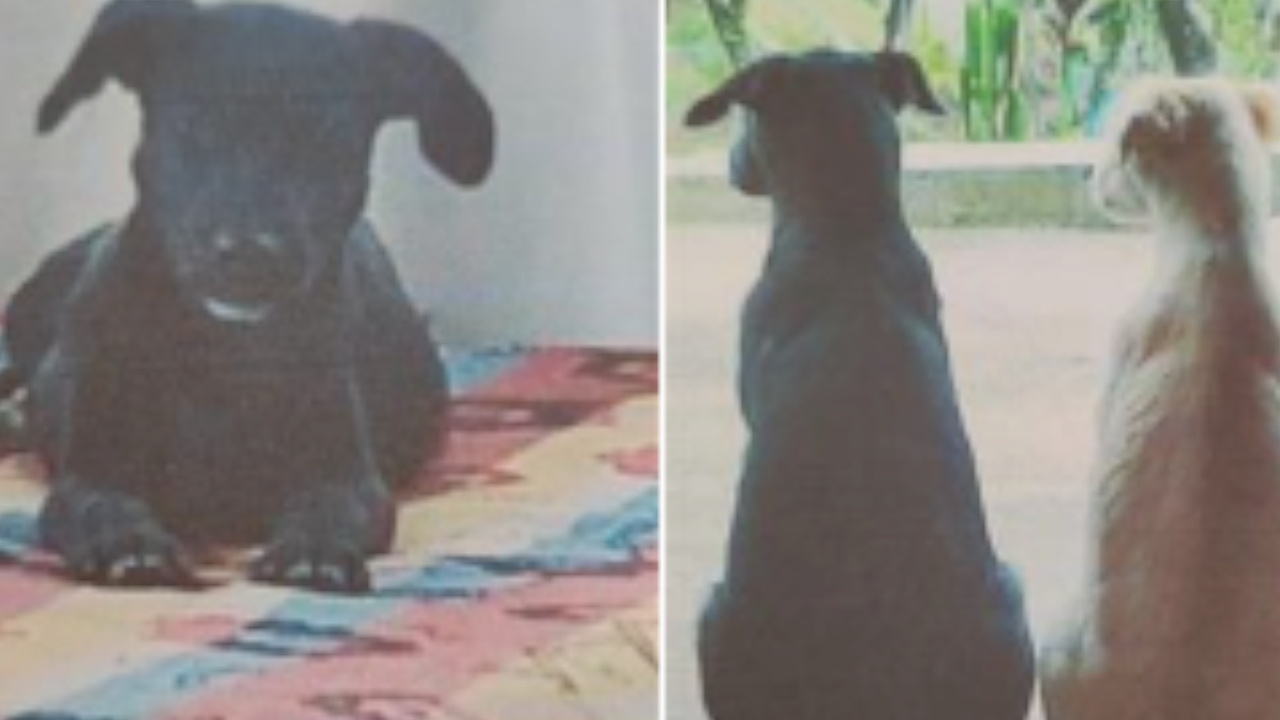 VIDEO. Capturaron a dos hombres por maltrato animal, un perrito murió