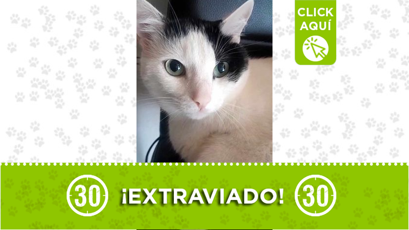 Este lindo gatico se perdió en Sabaneta, ¿lo ha visto?