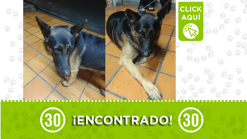 Este perrito fue encontrado en Bello, ¿Es suyo?