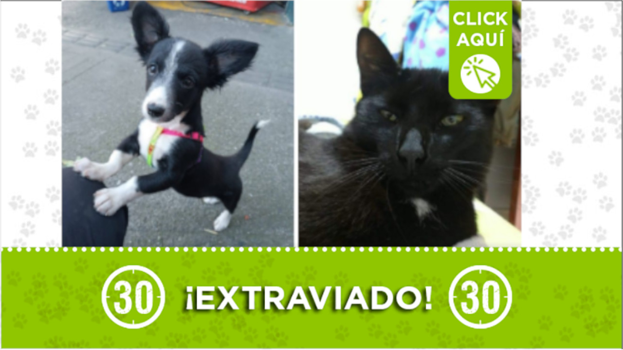 mascotas perdidas en enciso