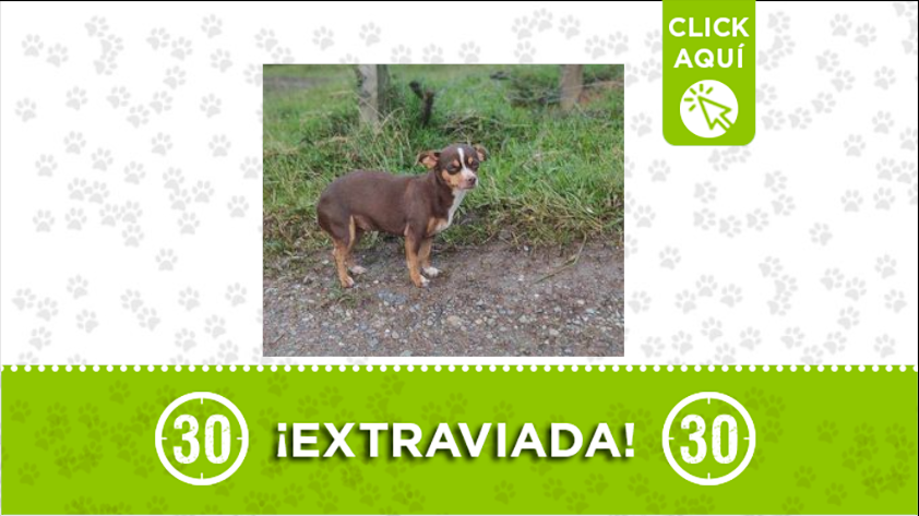 “Mia” está extraviada por la vereda El Convento