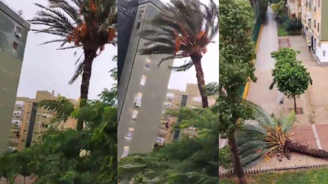 Una mujer muy 'empelículada' narró la caída de la palmera