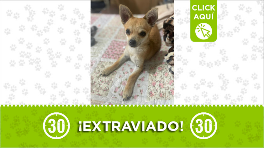 "Nilo" se perdió en el barrio San Germán