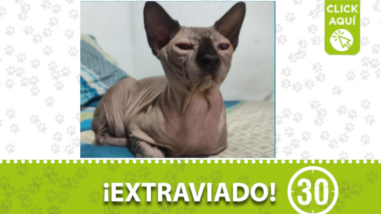 “Oliver” se perdió en el barrio Robledo Primaveral