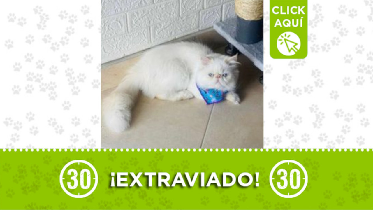 "Peluso" se perdió en el barrio Guayabal