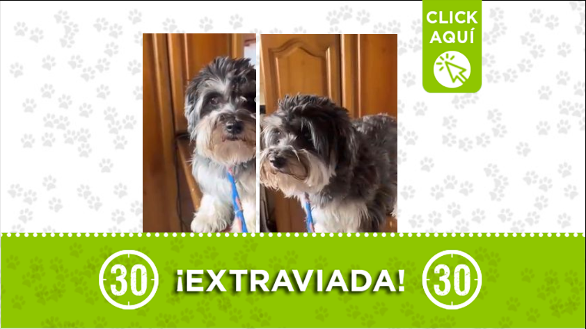 La perrita Chiquita está perdida por Maruchenga