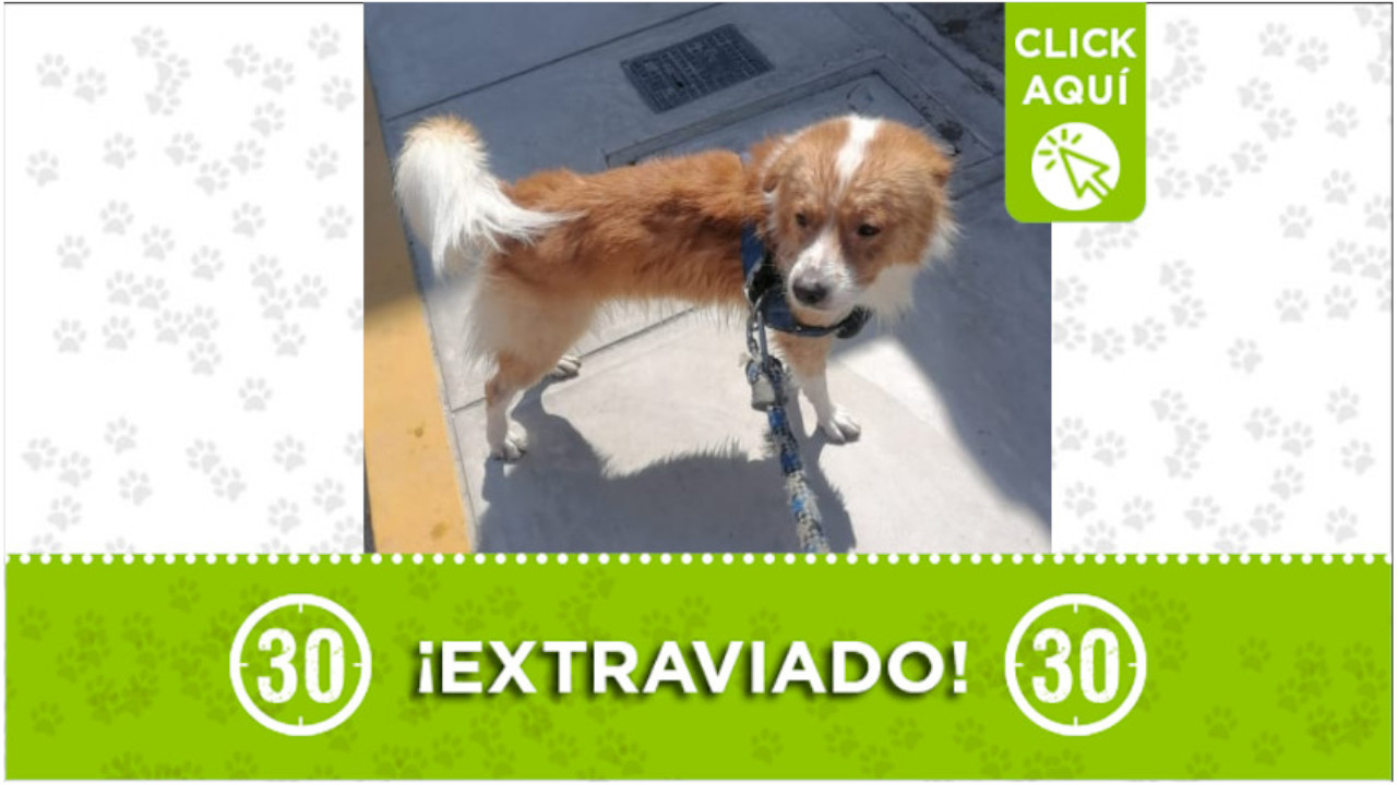 'Ángel' se perdió en el barrio Caicedo