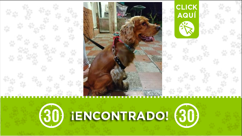 Se encontró a este perrito por Itagüí, ¿es suyo?