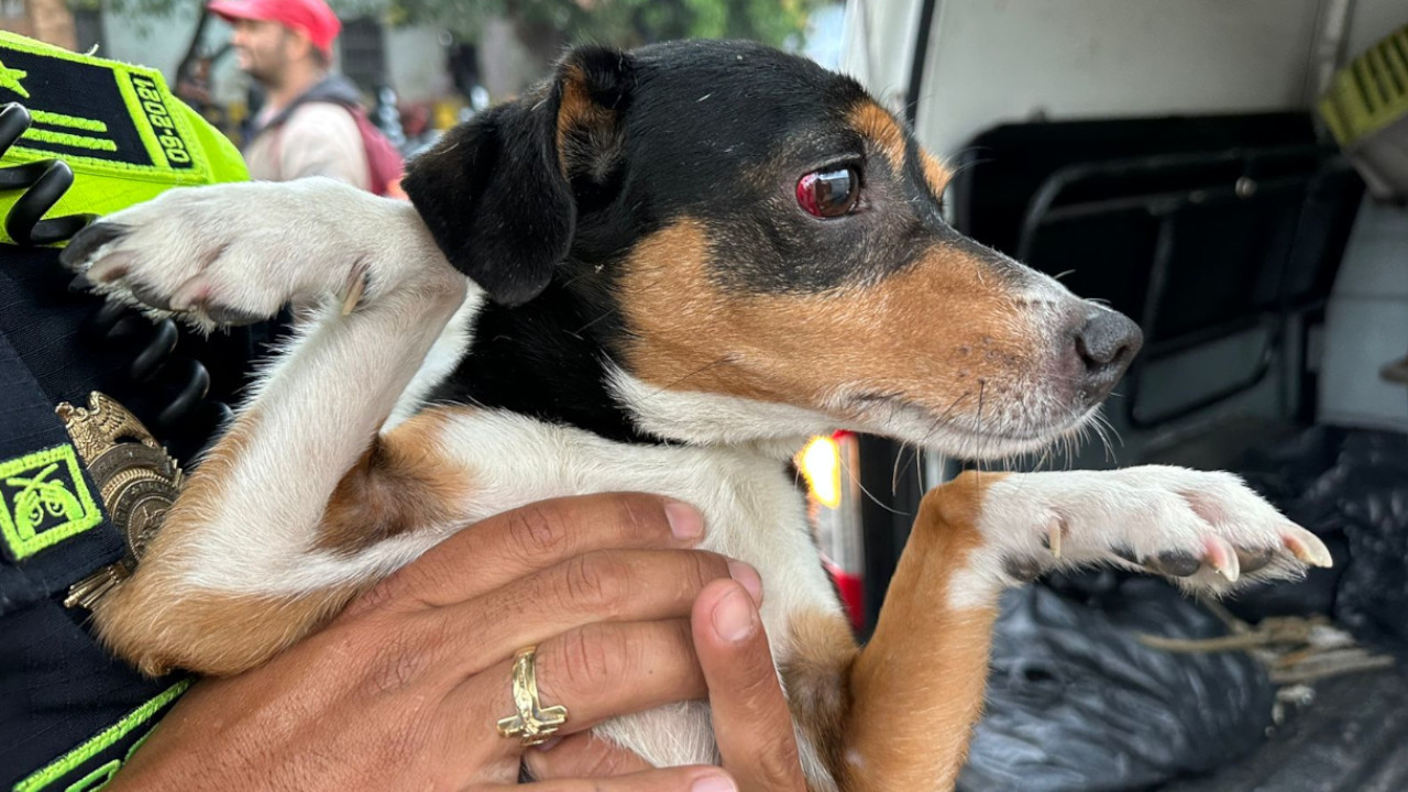Perrito que era maltratado en el Popular fue rescatado por las autoridades