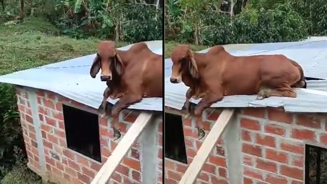 Un ternero se acomodo en el techo de una casa en Anorí