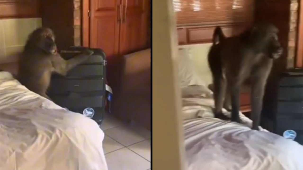 Babuino invadió la habitación de hotel de creedora de contenido
