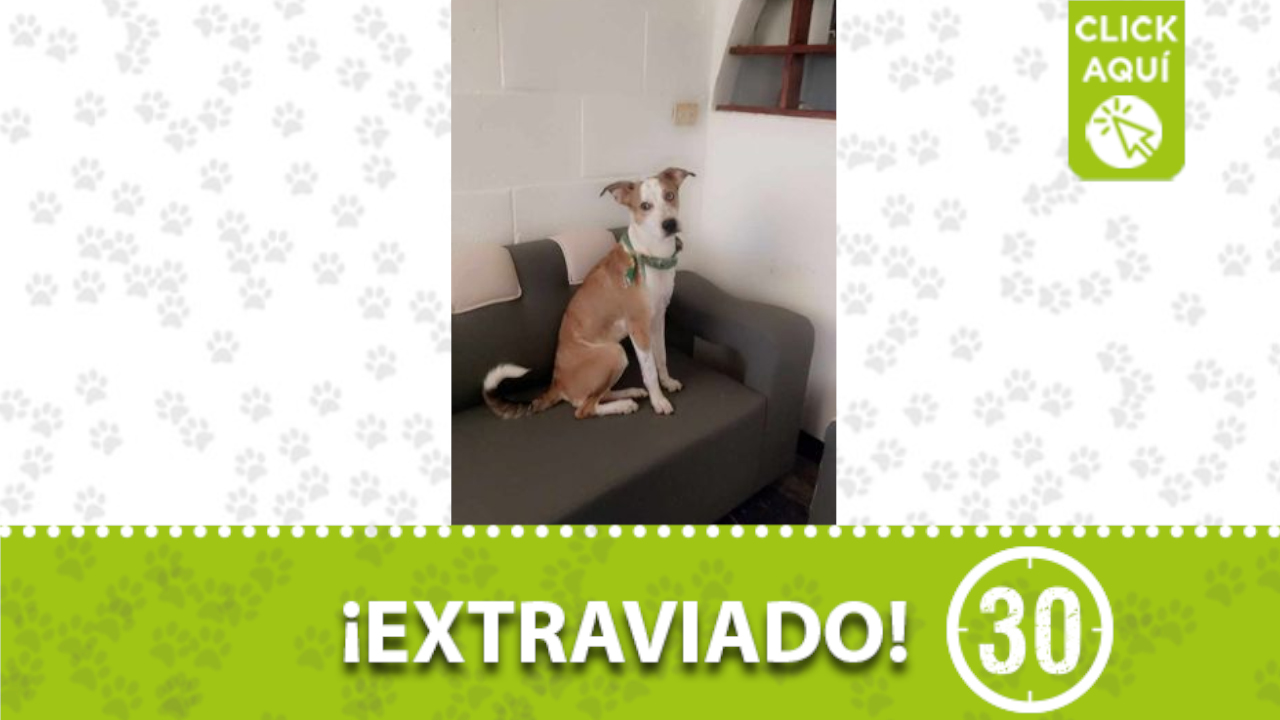 ‘Thailer’ se perdió en San Antonio de Prado, ¿lo ha visto?