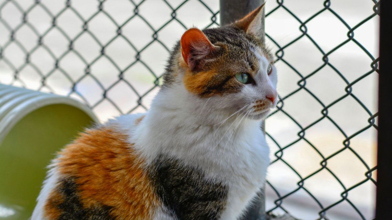 Centro de Bienestar Animal: gatos con leucemia esperan adopción