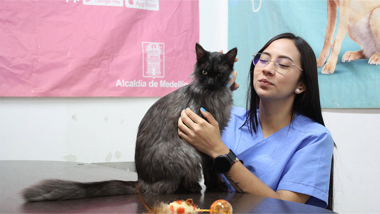 Centro de Bienestar Animal: gatos con leucemia esperan adopción