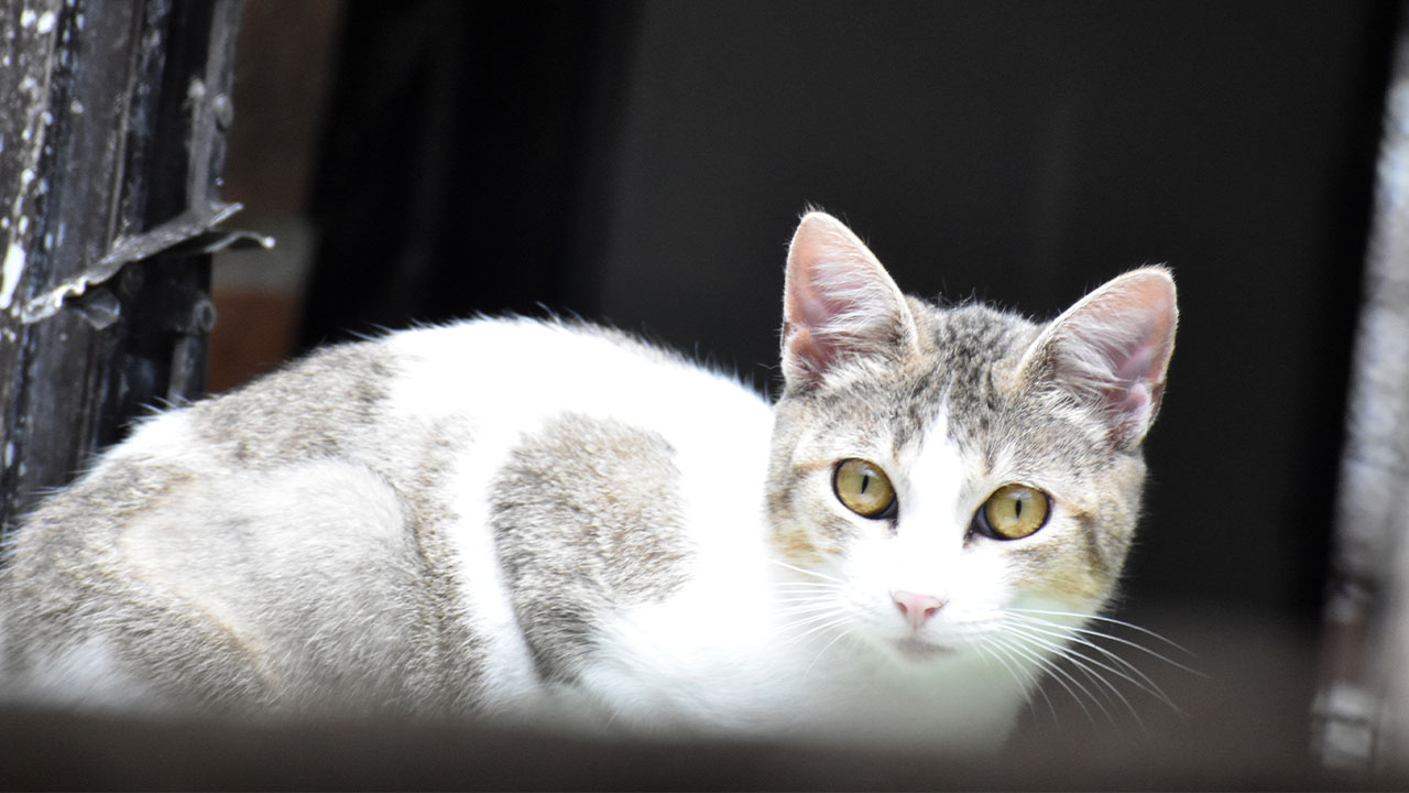 Centro de Bienestar Animal: gatos con leucemia esperan adopción