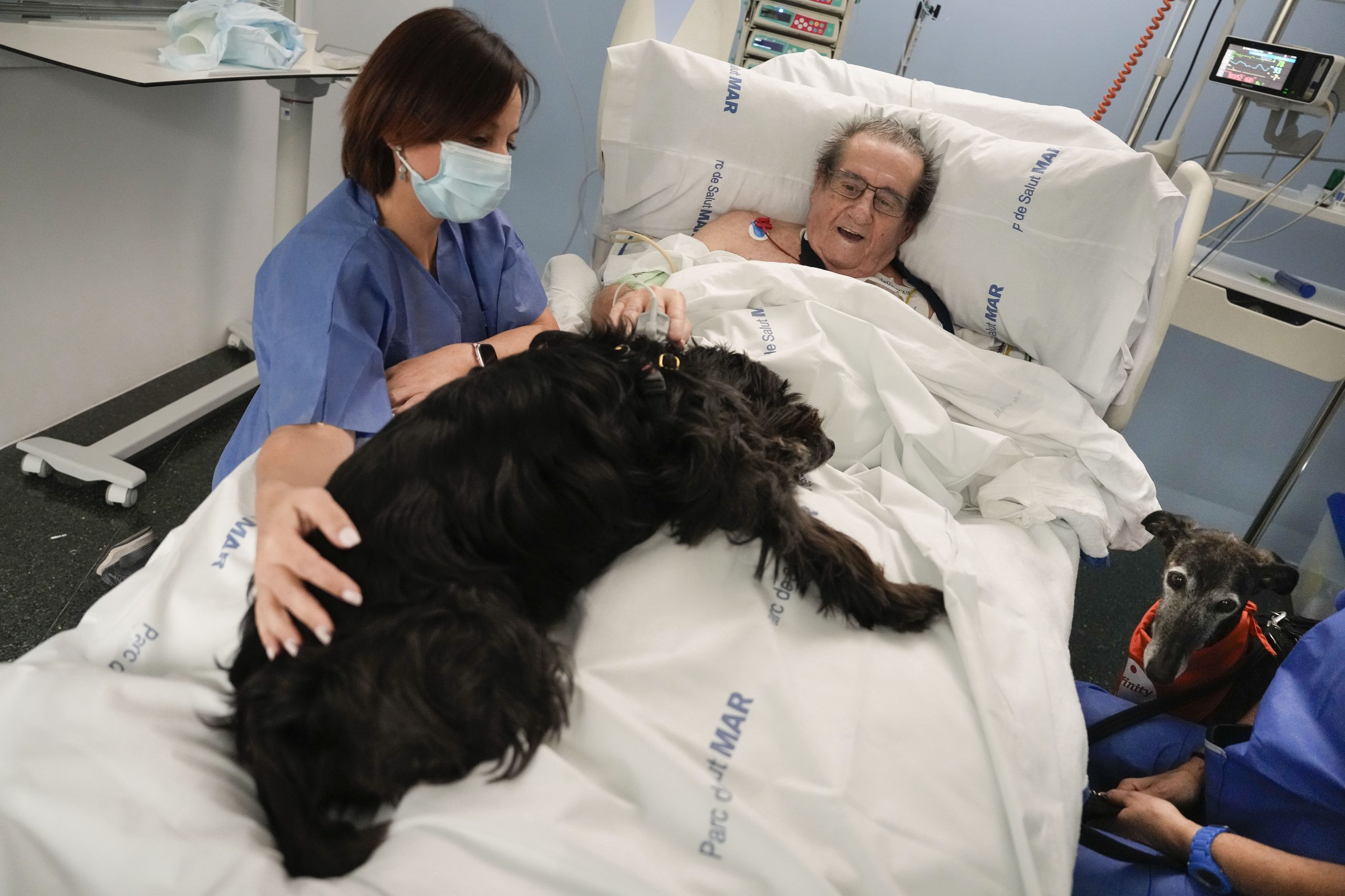 Perros terapéuticos ofrecen caricias que sanan a pacientes de la UCI del Hospital del Mar