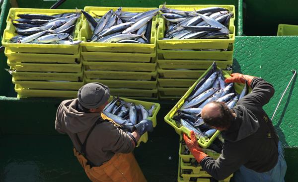 Uno de cada cinco peces capturados en el mundo proviene de la pesca ilegal, según la FAO