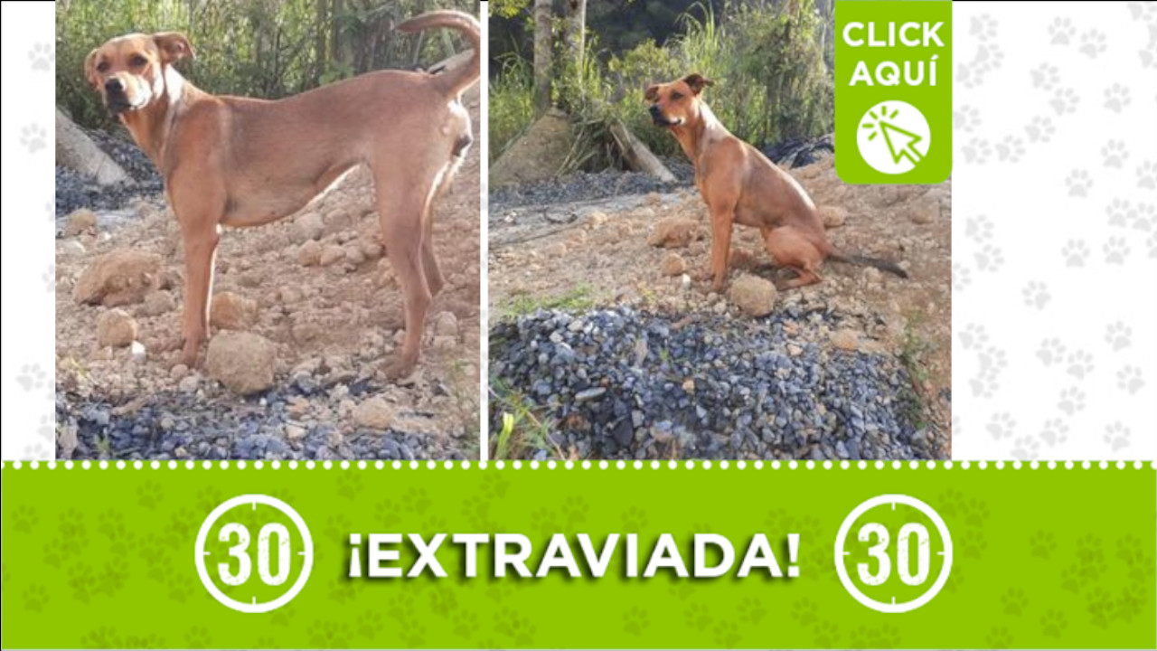 ‘Achira’ se extravió en San Antonio de Prado