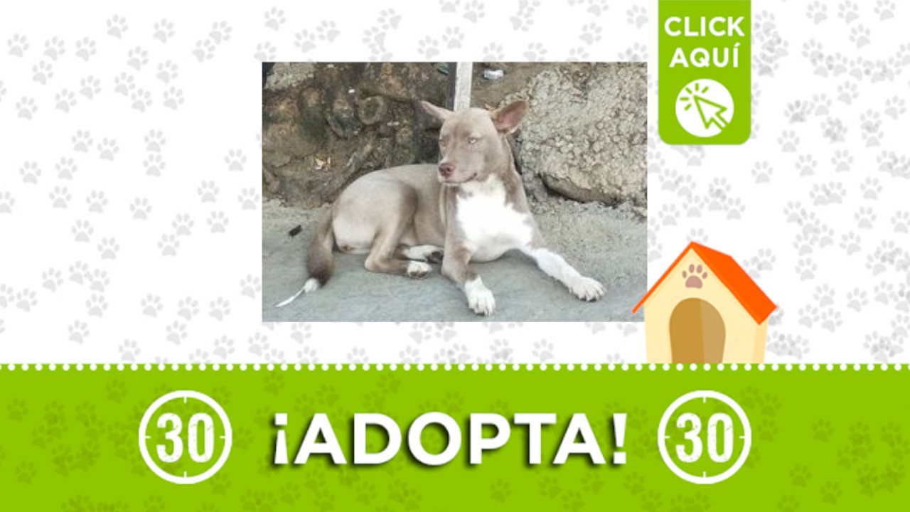 Este perrito está en las escaleras eléctricas de la Comuna 13