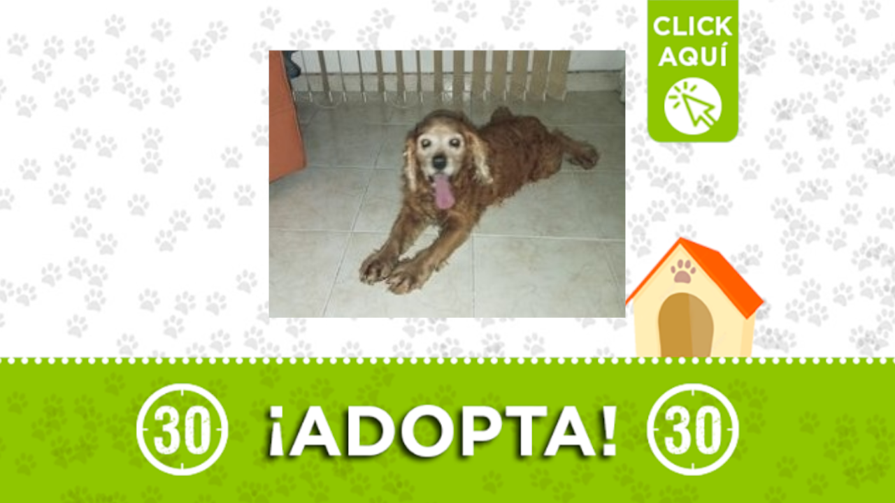 Este perrito fue encontrado en Envigado Gualandayes
