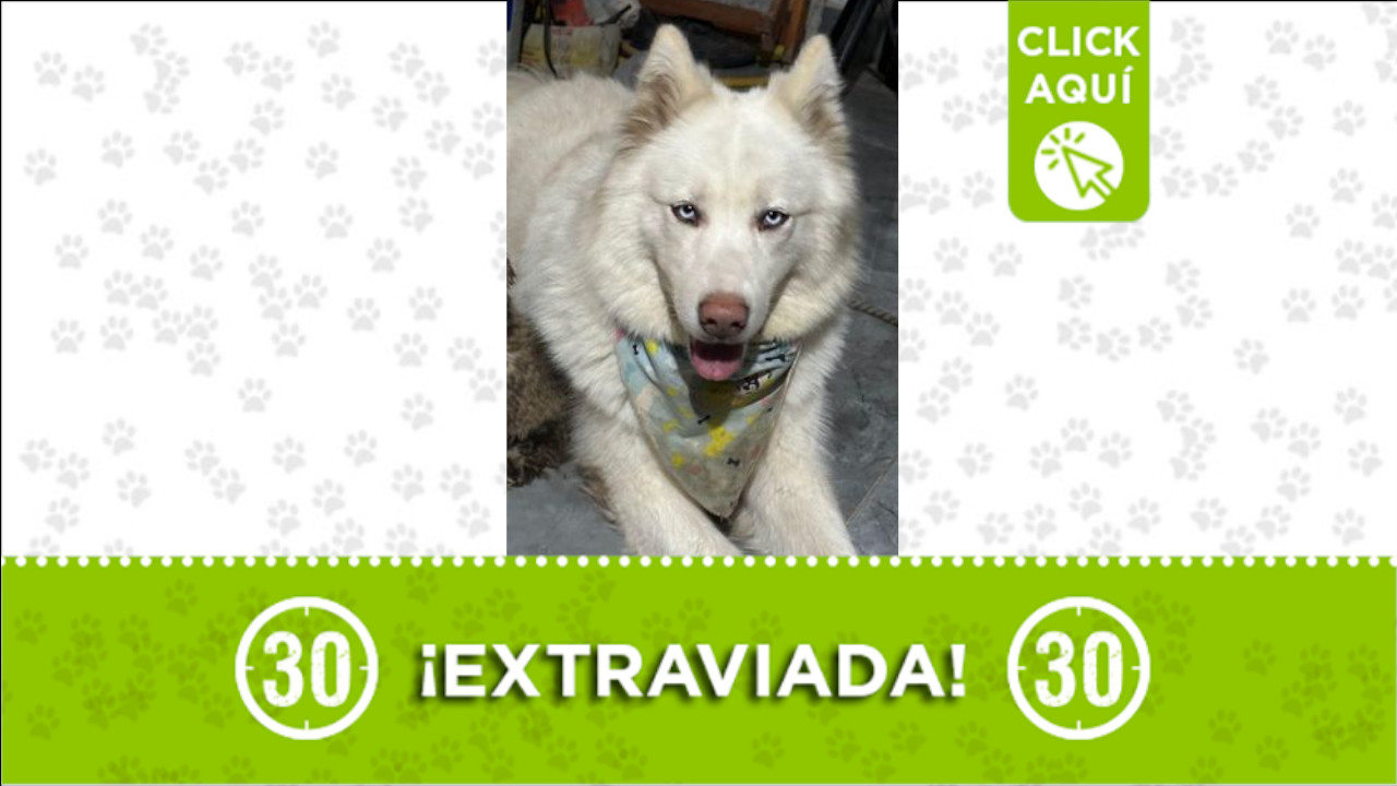 ‘Alaska’ se extravió en el barrio Caicedo, Medellín