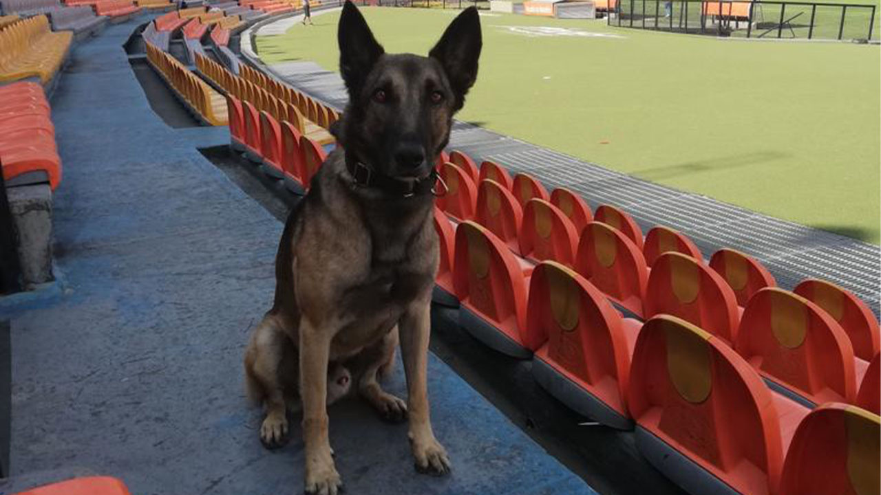 condecoran a cuatro perros por su servicio a la Policía en el Valle de Aburrá