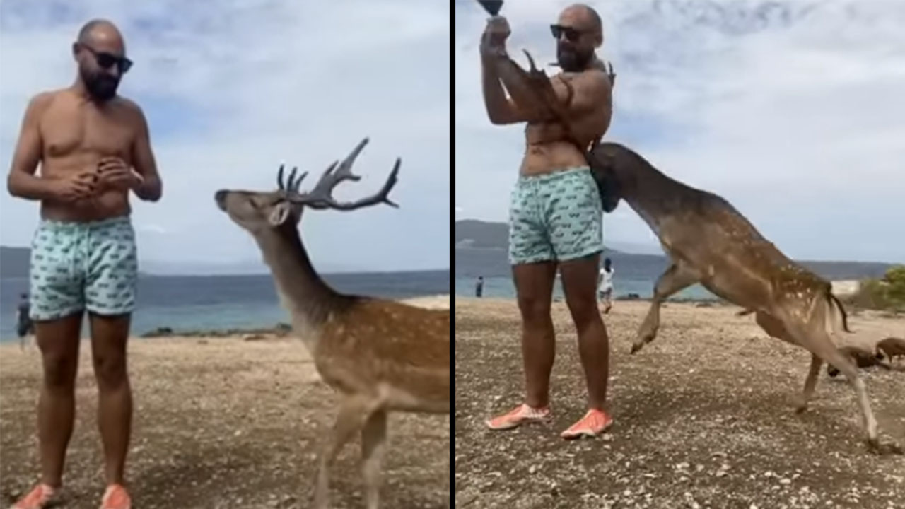 Ataque de un ciervo: turista resultó con las costillas rotas