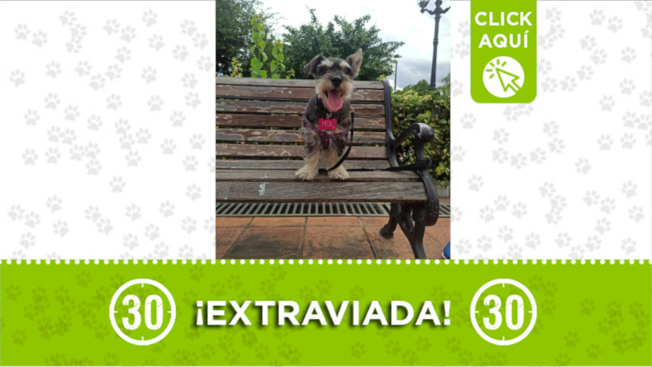 Buscan a esta perrita en Aranjuez