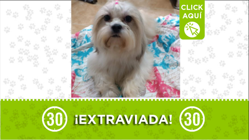 Buscan a esta perrita en Robledo Miramar