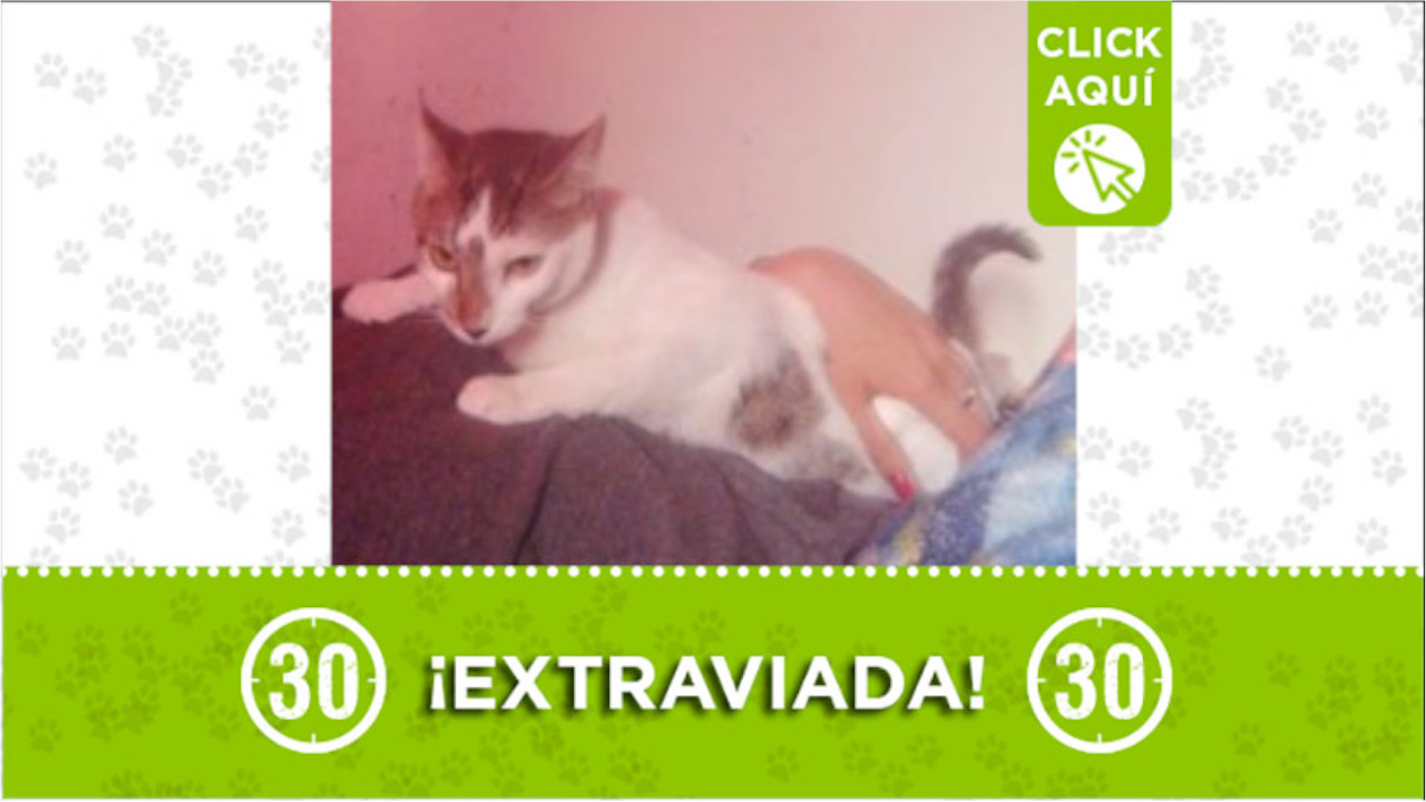 Candy se perdió en el barrio Manrique San Blas