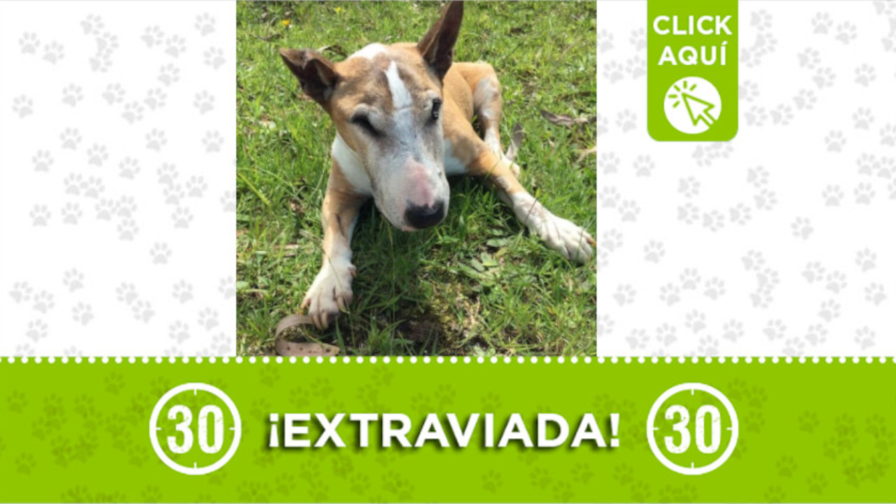 "Canela" se perdió en el corregimiento de Santa Elena