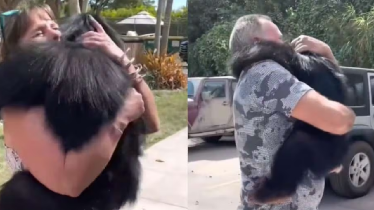 Chimpancé se reencontró con la familia que lo crio