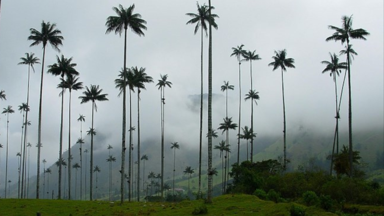 Ciudadanos estarían envenenado las palmas de cera en Quindío