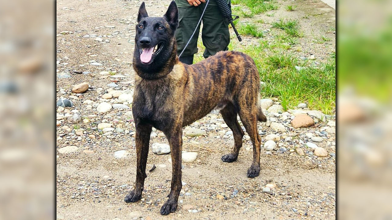 Murió perro antiexplosivos