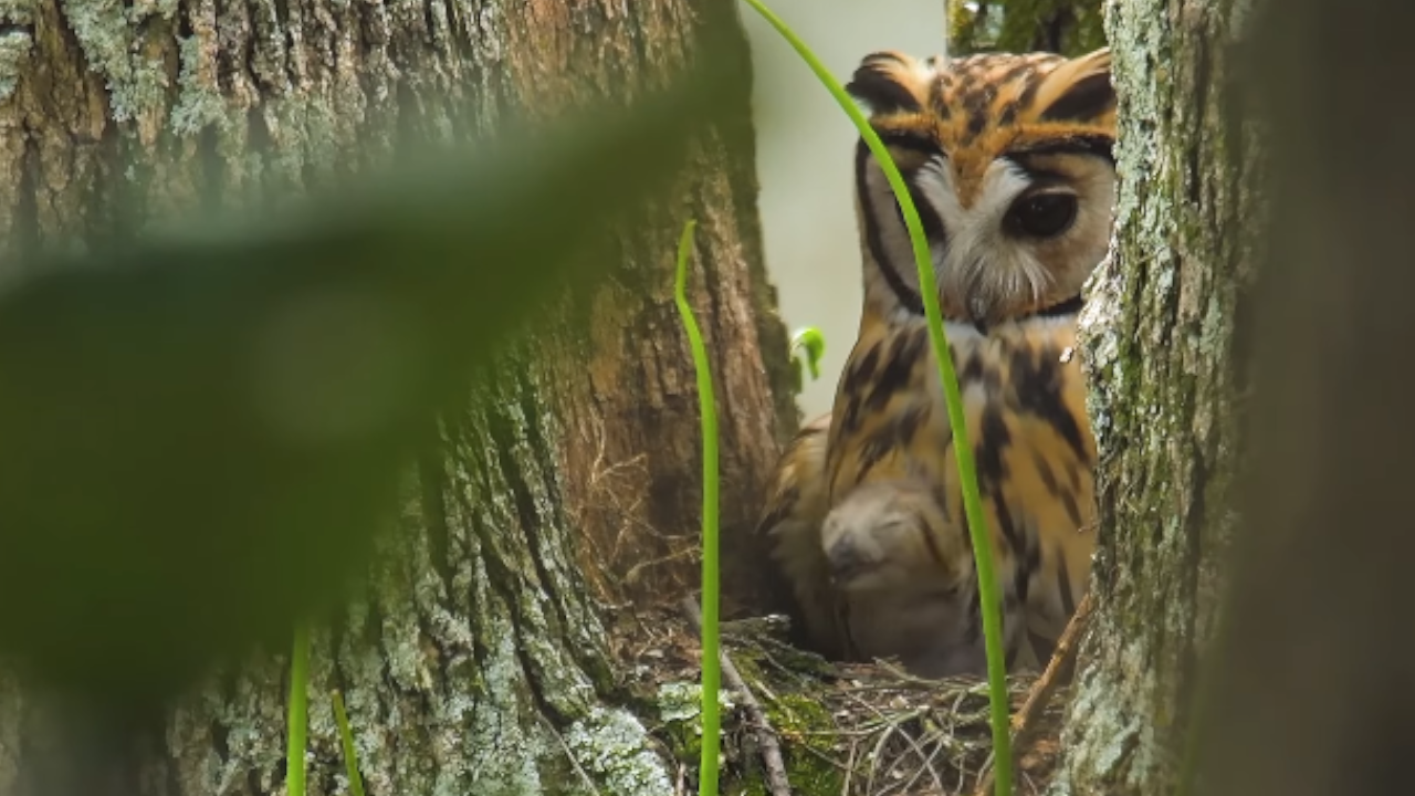 Dos búhos nacieron en el bloque 5 de la Universidad de Antioquia